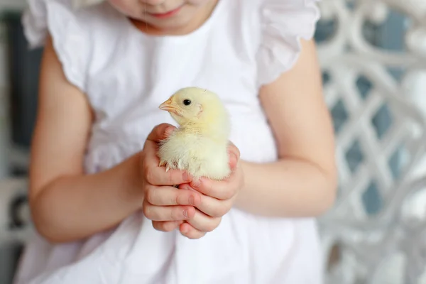 Small chicken close-up, which is holding a little girl in a whit