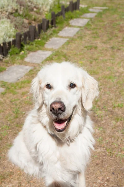 White happy dog golden retriever countryside