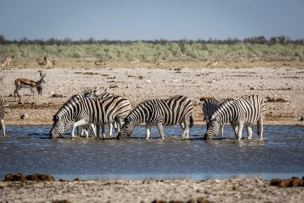 Animals drinking water in a waterhole in Namibia