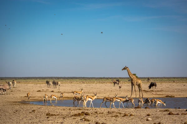 Animals drinking water in Namibia