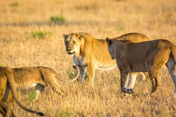 Lioness playing with cubs