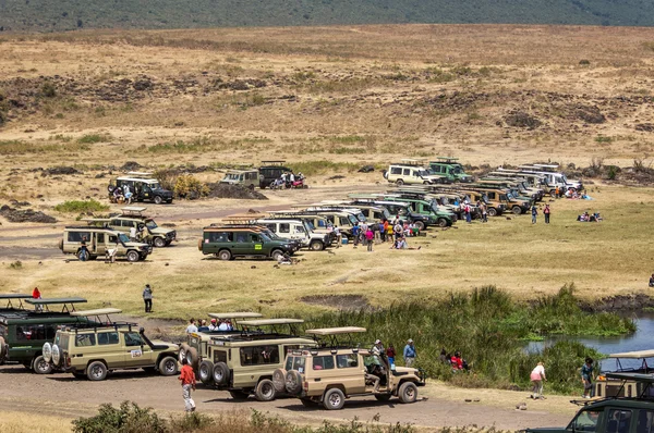 Big concentration of safari cars