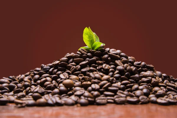 Coffee beans with green leaf grow up from coffee. Image foto
