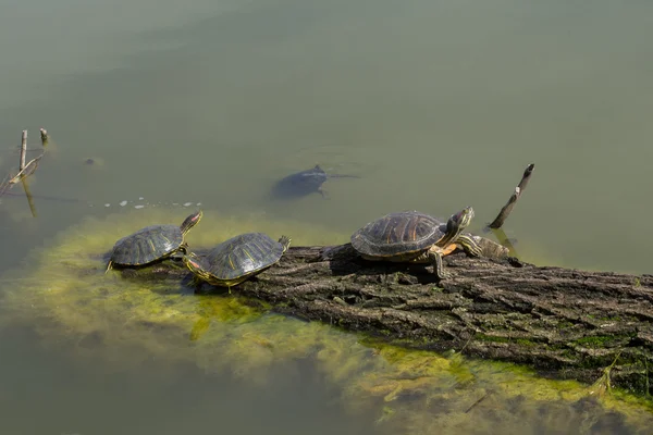 Green water turtles on the log at old morass