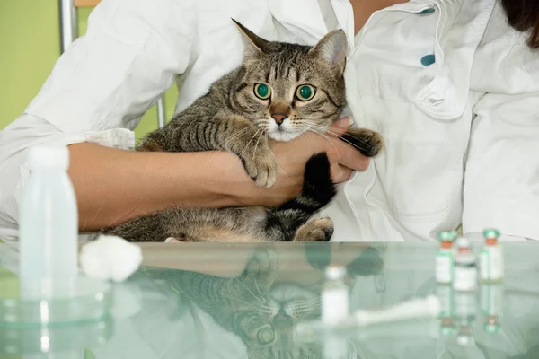 Frightened cat in vet hands