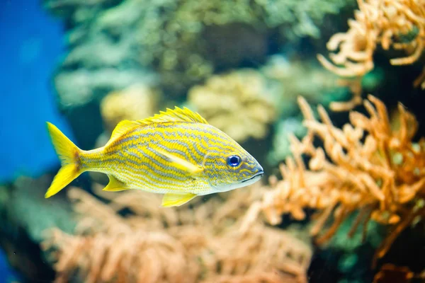 Underwater image of swimming fish