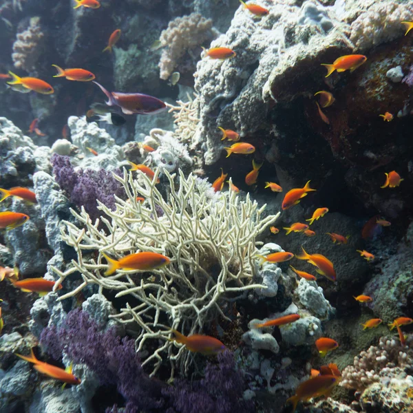 Coral surrounded with tropical fishes
