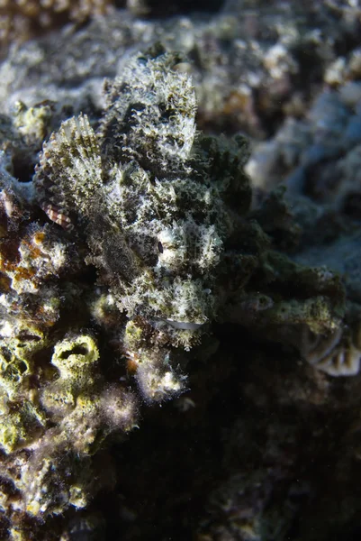 Scorpionfish animal underwater