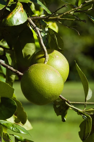 柚子树上成熟 - 图库照片microgen#116038876