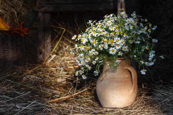 Bouquet of wild daisies in an old clay vase. Rural life, hay shed, a ray of sunshine in the foreground, natural lighting.