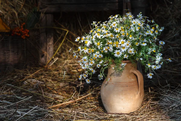 Bouquet of wild daisies in an old earthen pot. Barn Hay, rural life, utensils in the background, natural light