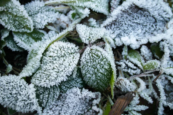 Frozen leaves. Greeen leaves in the winter. The first frost.