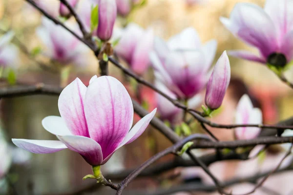 Magnolia tree blossom.