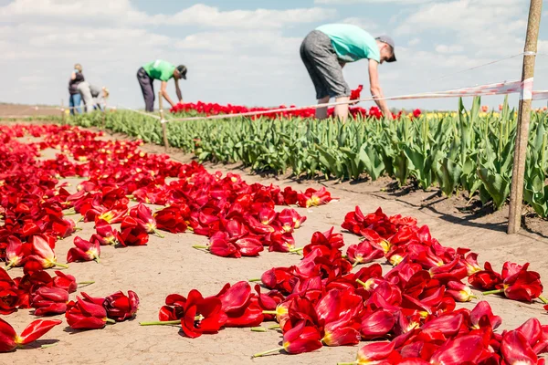 Farmers work on tulip field.