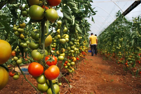 Green and red tomatoes in greenhouses