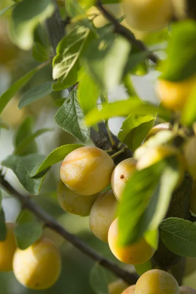 Organic small golden yellow plums called French mirabelles with leaves