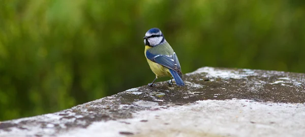 Beautiful blue tit, yellow throat and blue feather bird from Europe