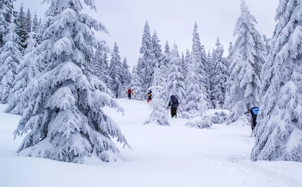 Group of tourists hikes in winter forest