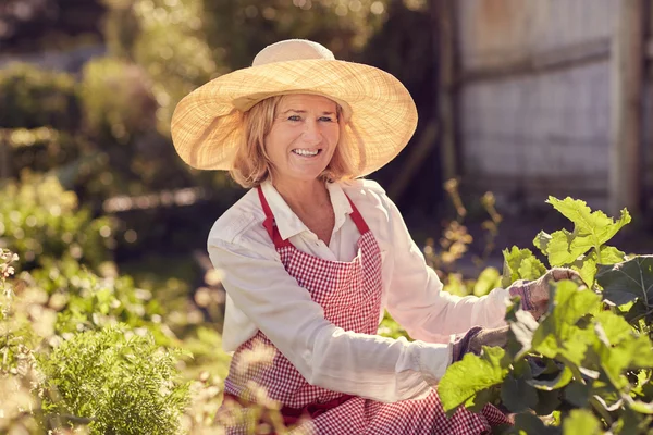 Senior woman working in vegetable garden