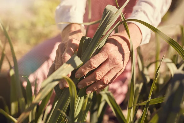 Hands of woman inspecting leaves of corn