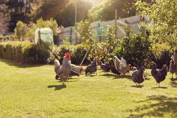 Chickens walking around lawned garden