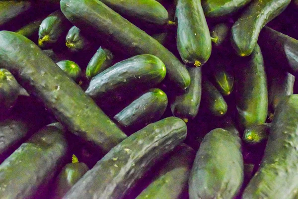 Fresh cucumber background