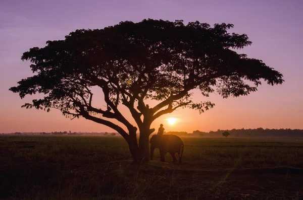 Beautiful nature : Silhouette big tree  in an early morning