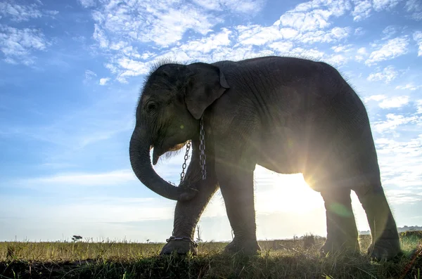 An elephant with the blue sky