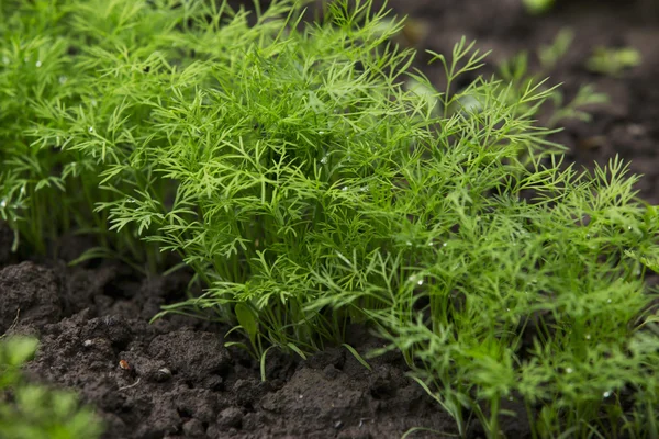 Dill in a kitchen-garden