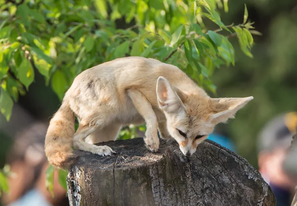 Desert fox with big ear