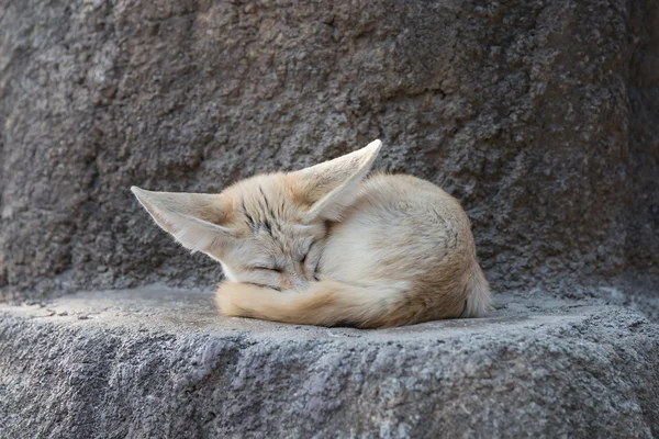 Desert fox with big ear