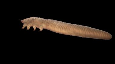 毛囊蠕形螨特写孤立。蠕形螨病。Alpha 通道是