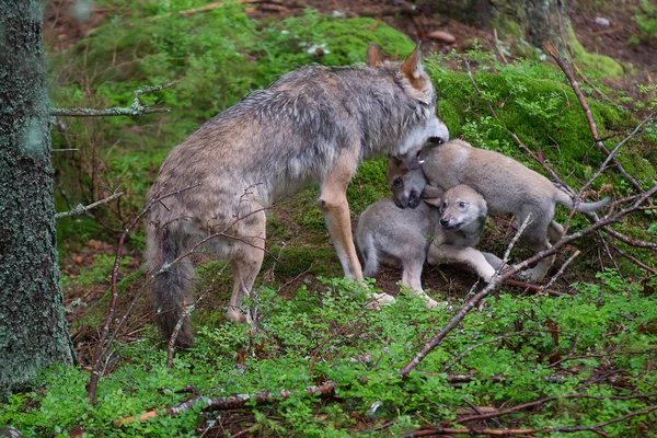 Gray wolf with two young pups