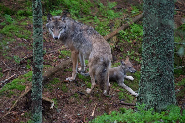 Gray wolf with young pup