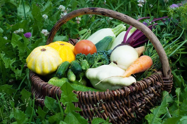 Wicker basket with harvest collected on a background of  grass. Squash, zucchini, tomatoes, corn, cucumbers, onions, beets, carrots. Vegan concept. Natural organic farm products