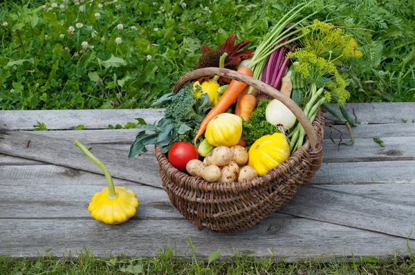 Wicker basket with harvest collected on a background of wooden planks and grass. Squash, zucchini, tomatoes, corn, cucumbers, onions, beets, carrots. Vegan concept. Natural organic farm products
