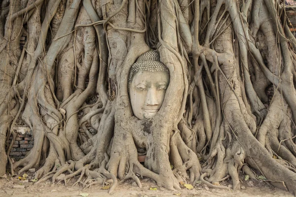 Buddha head in the tree