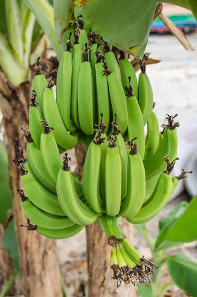 Green unripe bananas