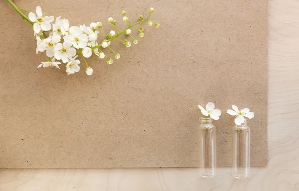 Flowers cherry with blank sheet of old paper.