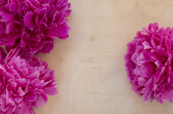 Pink peony flower on wooden background
