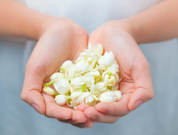 Asian woman hands holding white jasmine flowers