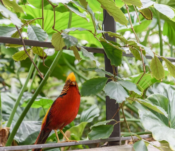 Sun parakeet is a brightly colored parrot. Close-up