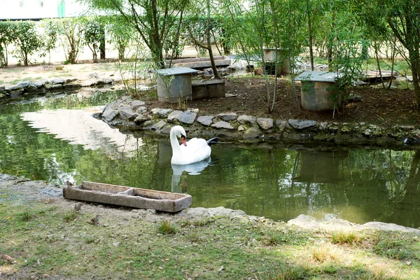 White swan floating on a clear blue water, a pond in a city park, nature reserve Askania Nova in Ukraine