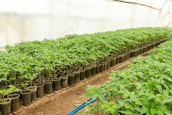 Tomato plants and cucumber plants  in vegetable greenhouses. Tomato seedling before planting into the soil, greenhouse plants, drip irrigation, greenhouse cultivation of tomatoes in agriculture