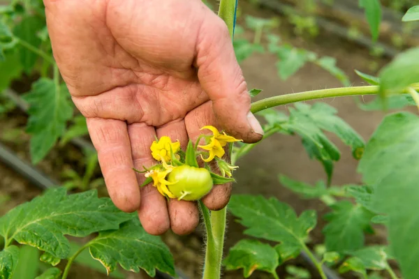 Tomato plants and cucumber plants  in vegetable greenhouses. Tomato seedling before planting into the soil, greenhouse plants, drip irrigation, greenhouse cultivation of tomatoes in agriculture, hard