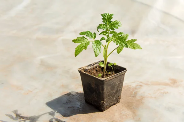 Tomato plants and cucumber plants  in vegetable greenhouses. Tomato seedling before planting into the soil, greenhouse plants, drip irrigation, greenhouse cultivation of tomatoes in agriculture