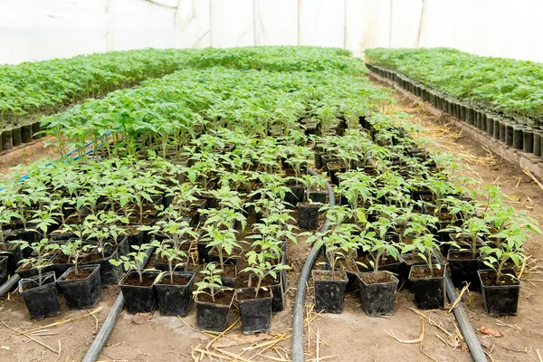 Tomato seedling before planting into the soil, greenhouse plants, drip irrigation, greenhouse cultivation of tomatoes in agriculture, hard-working farmer hands