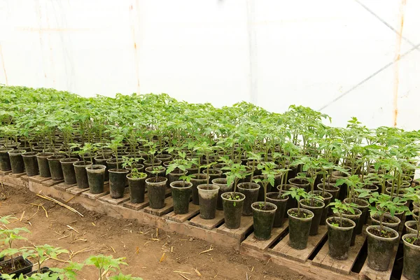 Tomato seedling before planting into the soil, greenhouse plants, drip irrigation, greenhouse cultivation of tomatoes in agriculture, hard-working farmer hands