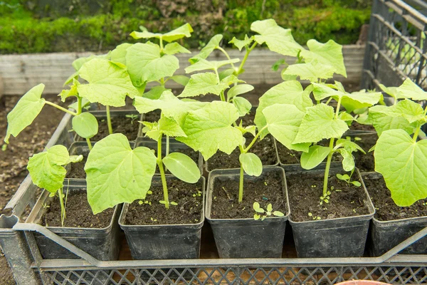 The cultivation of cucumbers in greenhouses. Agricultural business, seedlings of cucumbers