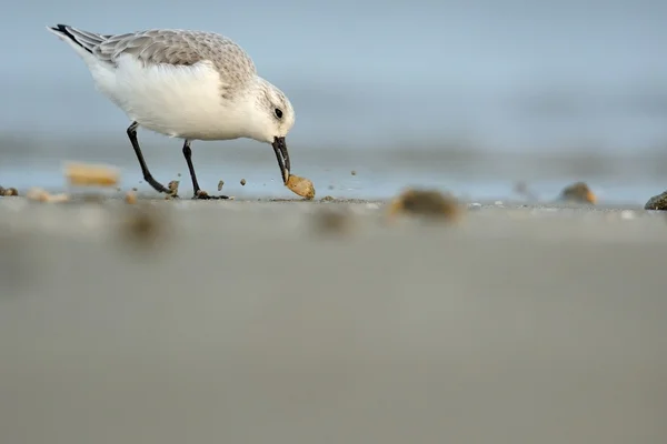 Sanderling (Calidris alba)